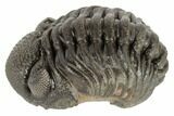 Wide, Partially Enrolled Morocops Trilobite - Morocco #190567-1